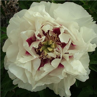 Paeonia rockii Gui Fu Ren (tube)  Пион рока Шелковая Вуаль