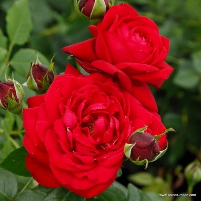 роза Кордес "Tiamo" (штамб 80 см.)