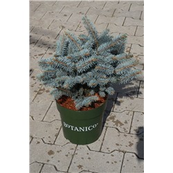 Picea pungens 'Glauca Globosa'	D 6	L 30-40