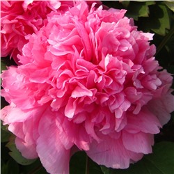 Paeonia tree Da Hu Hong (tube) Красный гигант