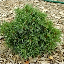 Pinus strobus 'Green Twist'	С2-  P14 L