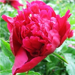 Paeonia herbaceous Hei Xiu Qiu (tube) Пион травянистый Галактика