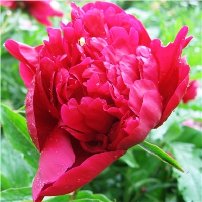 Paeonia herbaceous Hei Xiu Qiu (tube) Пион травянистый Галактика