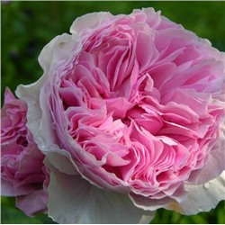 Rosa floribunda Gartentraume