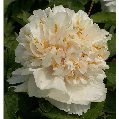 Paeonia tree Yao Huang (tube) Нежный голос