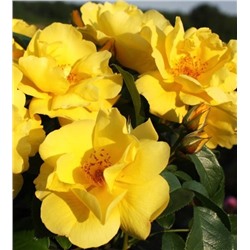 Rosa floribunda Lemon Fizz/ Лемон Физз
