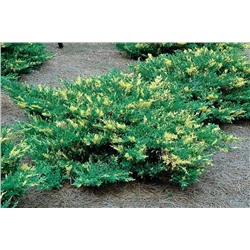 Juniperus horizontalis 'White Splash'	C2 20-25 cm