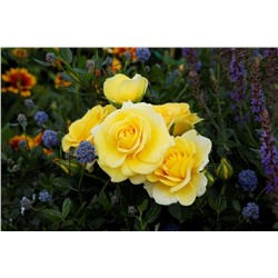 Rosa floribunda Sunmaid