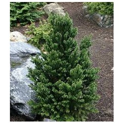 Abies alba 'Pyramidalis' 30-40 cm cont. 7,5L