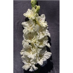 Гладиолус крупноцветковый Белое Море