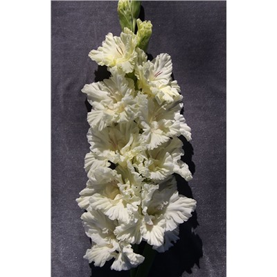 Гладиолус крупноцветковый Белое Море
