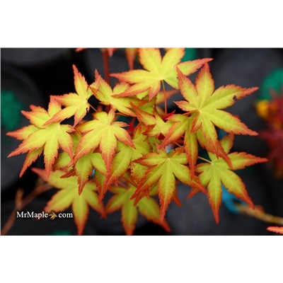 Acer  pal. Magic Coral / Mo huan shan hu -  ОКС ( голый корень )