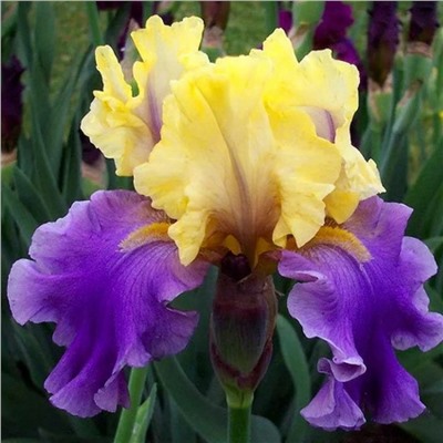 Iris germanica 'Edith Wolford' р11