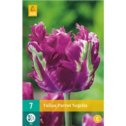 Tulipa Parrot Negrita * 11/12 * 7 шт