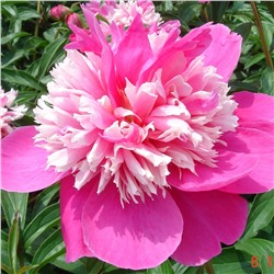 Paeonia herbaceous Qi Hua Lu Shuang (tube) Пион травянистый Капля Росы