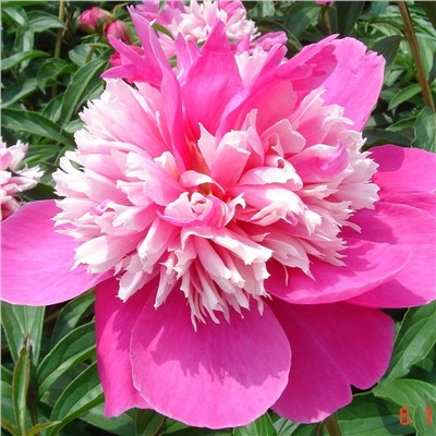 Paeonia herbaceous Qi Hua Lu Shuang (tube) Пион травянистый Капля Росы