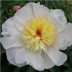 Paeonia herbaceous Qiao Lingi (tube) Пион травянистый Золотой Амулет