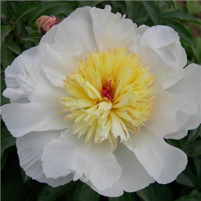 Paeonia herbaceous Qiao Lingi (tube) Пион травянистый Золотой Амулет