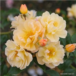 роза SUNNY SILUETTA (штамб 140 см.)