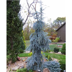 Picea pungens 'The Blues' - C15 - 70/80
