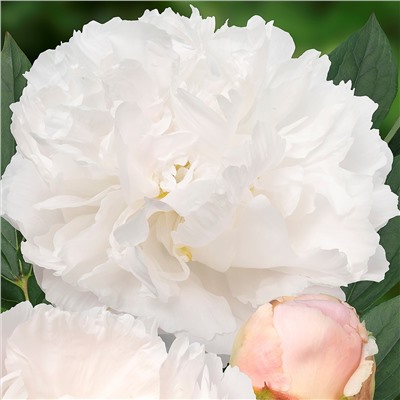 Paeonia herbaceous Miss America (tube) Пион травянистый Мисс Америка