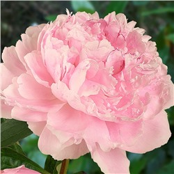 Paeonia herbaceous Sarah Bernhardt (tube) Пион травянистый Сара Бернард