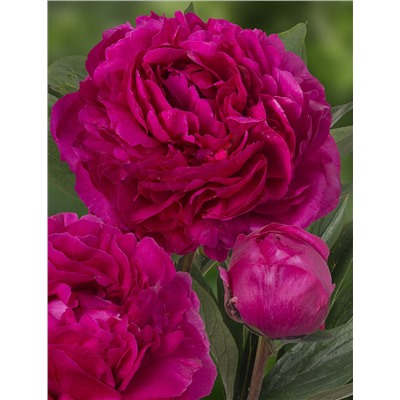 Paeonia herbaceous Kansas (tube) Пион травянистый Канзас