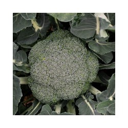 Капуста Стромболи F1, 15 семян
