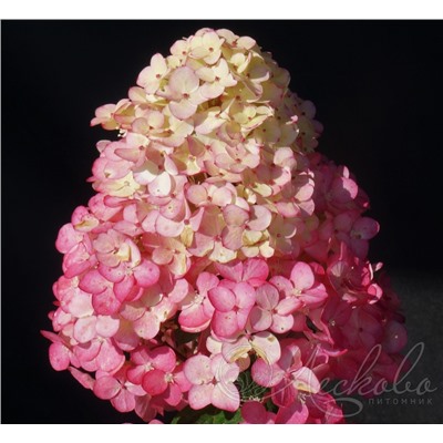 Гортензия метельчатая (Hydrangea paniculata `Framboisine`) (Самарская Лидия)	С 3
