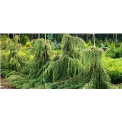 Juniperus communis 'Horstmann' 70-80 cm cont. 3,0L