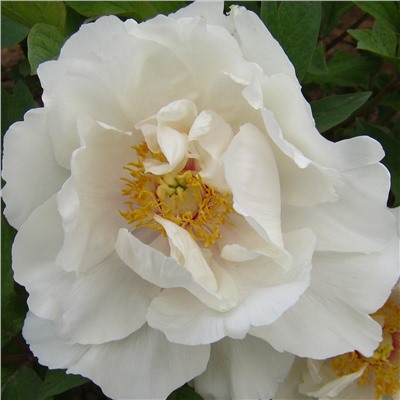 Paeonia tree Yu Ban Bai (tube) Белый Нефрит