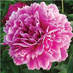 Paeonia herbaceous Zi Xia Ying Xue (tube) Пион травянистый Пурпурная Феерия