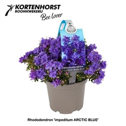 Rhododendron 'Arctic Blue'	C2/P17 20-25 CM