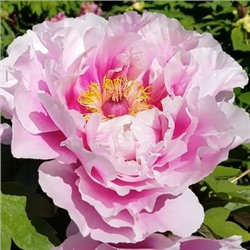 Paeonia tree Lan Bao Shi (tube) Синий сапфир