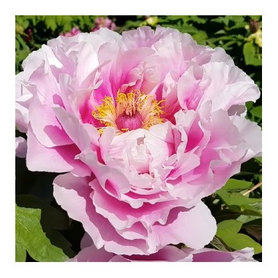 Paeonia tree Lan Bao Shi (tube) Синий сапфир