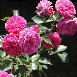 Rosa floribunda Baronesse