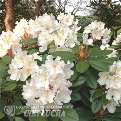 Rhododendron hybriden Polonez Chopina