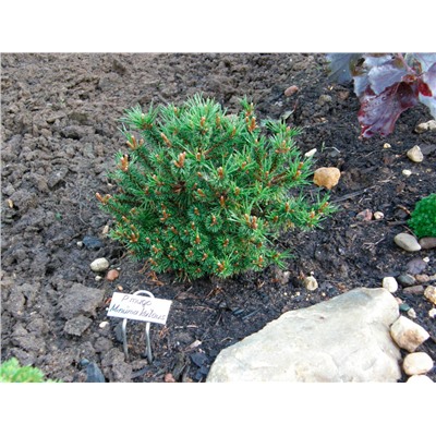 Pinus mugo 'Minima Kalous' 15-20 cm cont. 2,0L