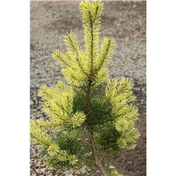 Сосна	Pinus sylvestris 'Brentmoor Blonde'		C7,5	35-55