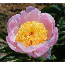 Peony 'Butter Bowl' *