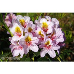 Rhododendron hybriden Hostýn