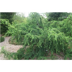 Larix decidua 'Horstmann Recurved'	40-50 cm cont. 3,0L