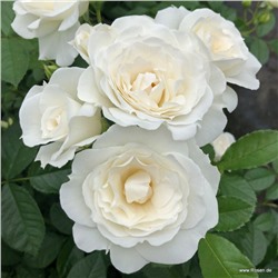роза Baby Schneewittchen (штамб 80 см.)