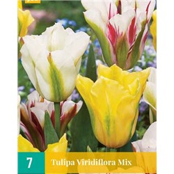 Viridiflora Mix [11/12] 7шт