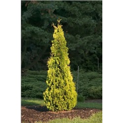 Thuja occidentalis 'Yellow Ribbon'	C2 20-25 cm