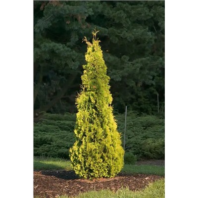 Thuja occidentalis 'Yellow Ribbon'	C2 20-25 cm