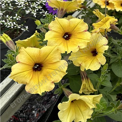 Петуния AlpeTunia Yellow Dark Center,