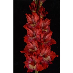 Гладиолус крупноцветковый Горящий Абсент