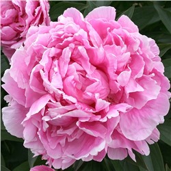 Paeonia herbaceous Alexander Flaming (tube) Пион травянистый Александр Флейминг