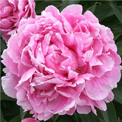 Paeonia herbaceous Alexander Flaming (tube) Пион травянистый Александр Флейминг